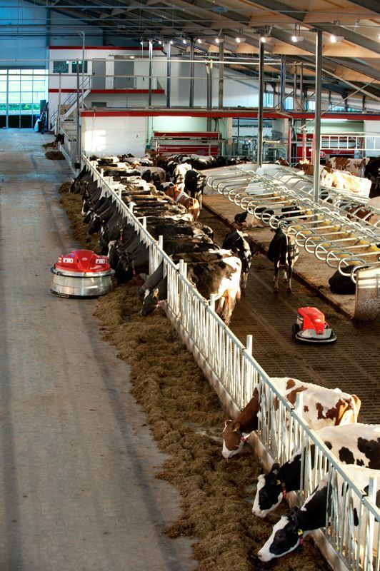 Livestock